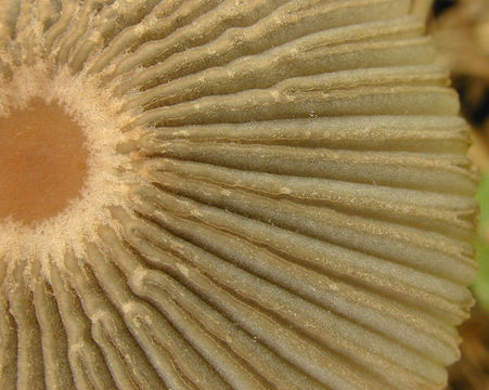 Image of Japanese umbrella inky