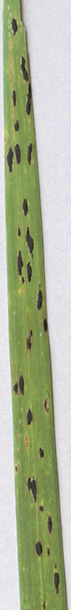 Image of Phyllachora graminis (Pers.) Fuckel 1870
