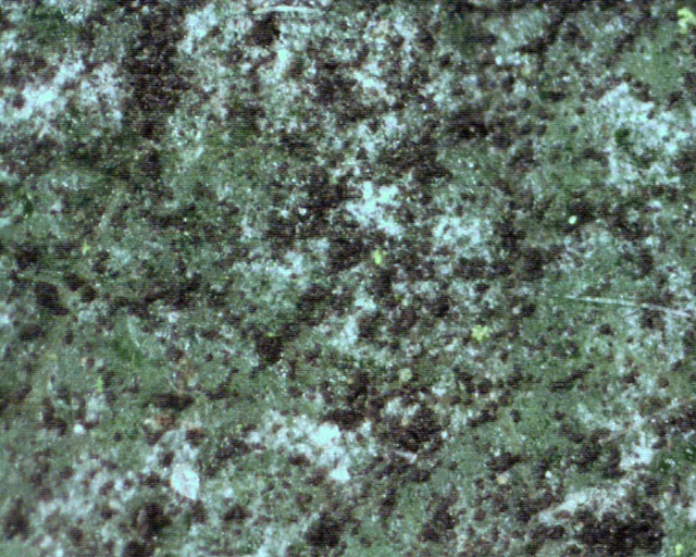 Image of <i>Capnodium salicinum</i>
