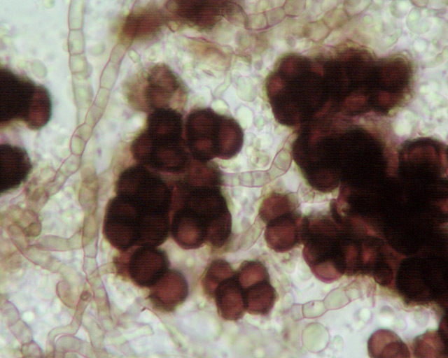 Image of <i>Capnodium salicinum</i>