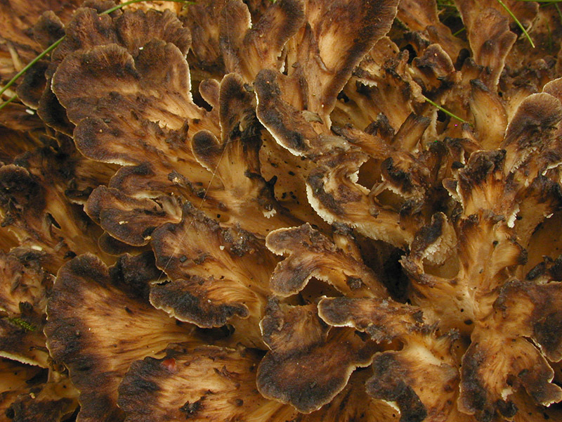 Image of hen-of-the-woods; ram's head; sheep's head