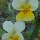 Image of <i>Viola <i>tricolor</i></i> ssp. tricolor