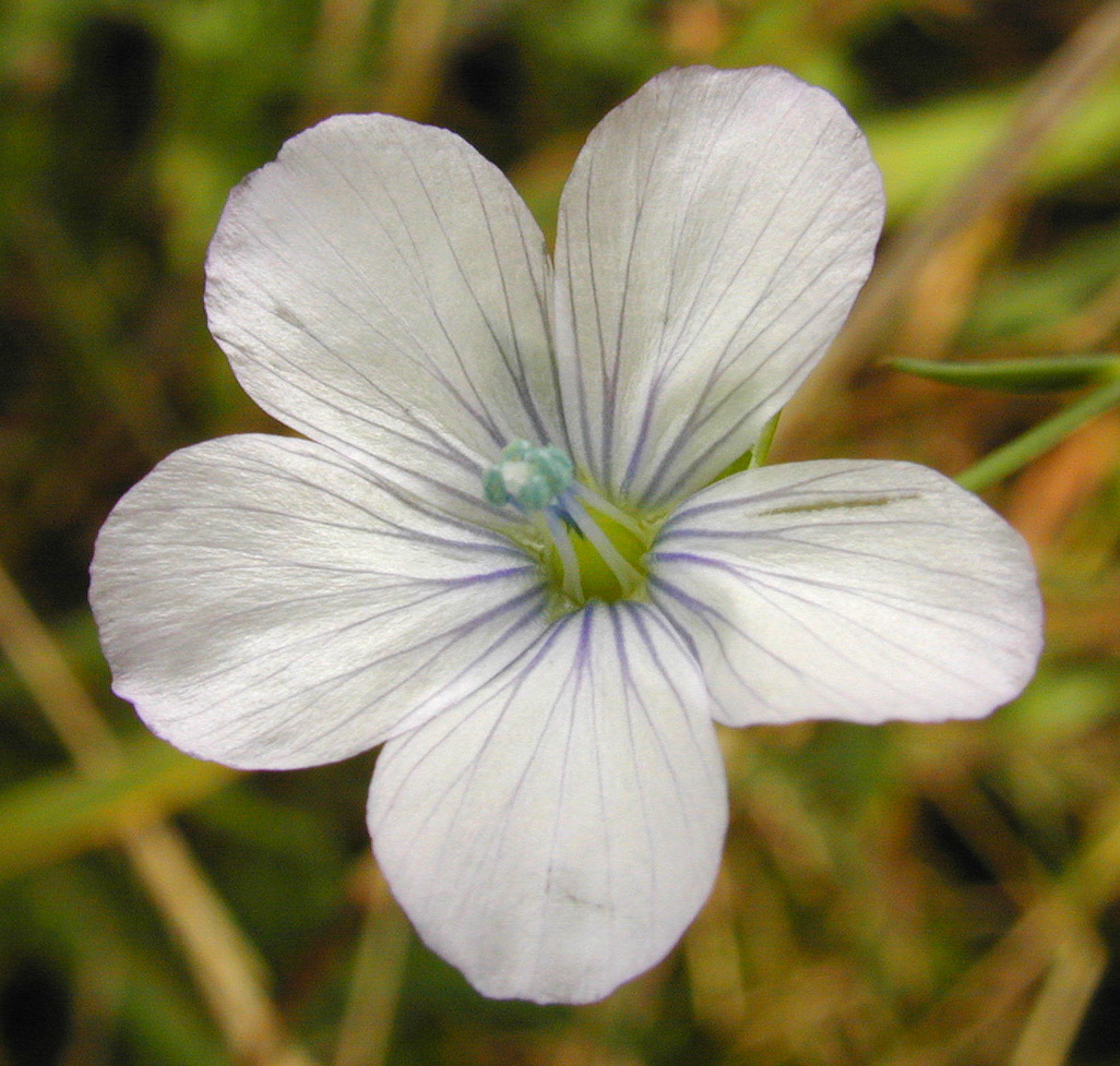 Linum bienne (rights holder: )