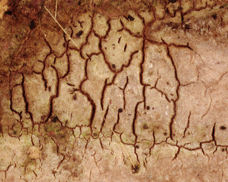 Image of <i>Amylostereum laevigatum</i> (Fr.) Boidin 1958