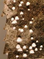 Image of Flagelloscypha