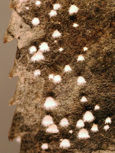 Image of Flagelloscypha