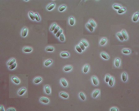 Image of <i>Amylostereum laevigatum</i> (Fr.) Boidin 1958