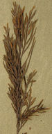 Image of <i>Halidrys siliquosa</i>