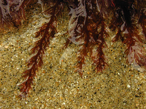 Image of <i>Plocamium cartilagineum</i>