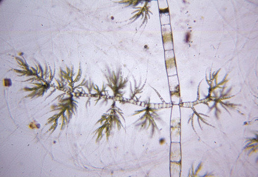 Image of <i>Draparnaldia mutabilis</i> (Roth) Bory de Saint-Vincent 1808