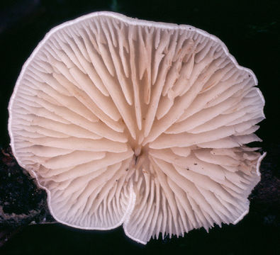 Image of Pale oysterling