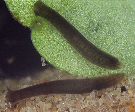 Image of <i>Polycelis felina</i> (Dalyell 1814)