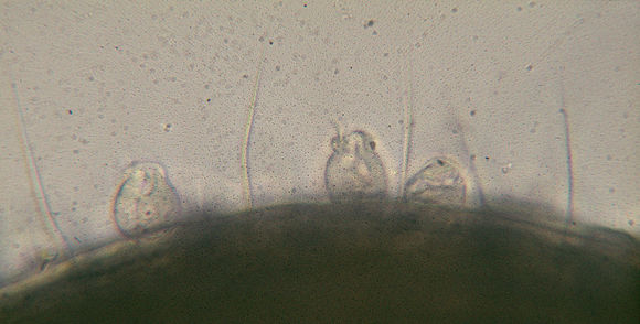 Image of Rhabdostyla