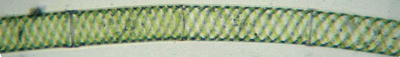 Image of Spirogyra