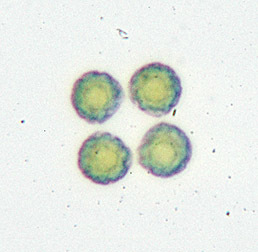 Image of <i>Gonium pectorale</i>