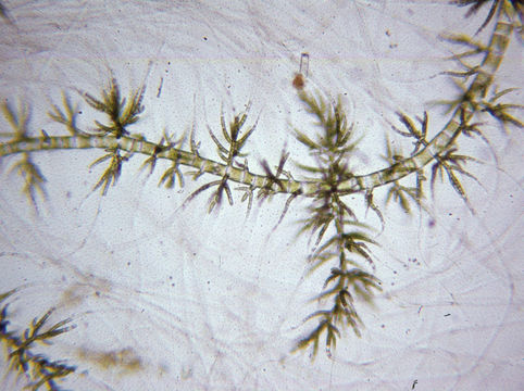 Image of <i>Draparnaldia mutabilis</i> (Roth) Bory de Saint-Vincent 1808