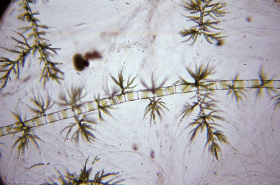 Image of <i>Draparnaldia mutabilis</i> (Roth) Bory de Saint-Vincent 1808