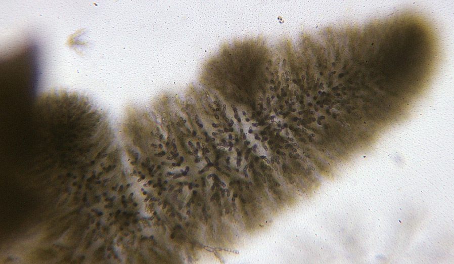 Image of Freshwater Red Algae Genus