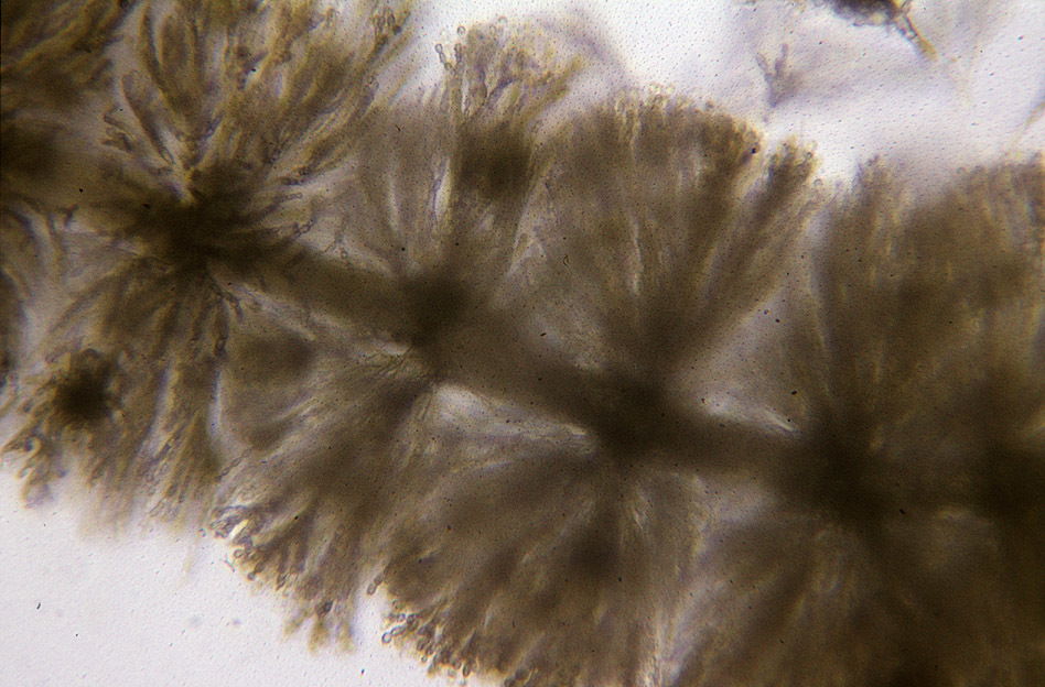 Image of Freshwater Red Algae Genus