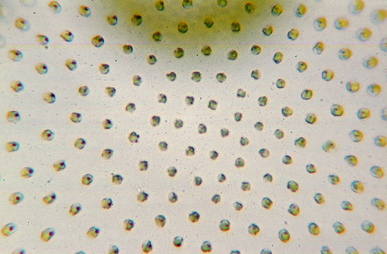 Image of Globe Algae