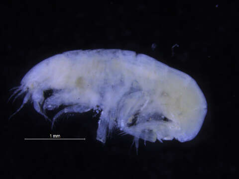 Image of Harpiniinae Barnard & Drummond 1978