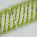 Image of Spirogyra