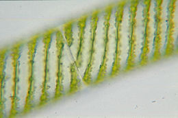 Image of Spirogyra