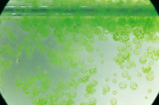 Image of Globe Algae