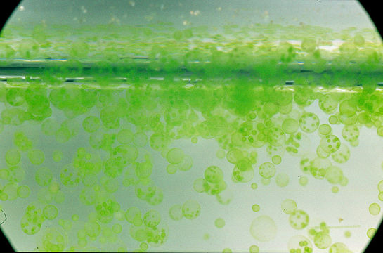Image of Globe Algae