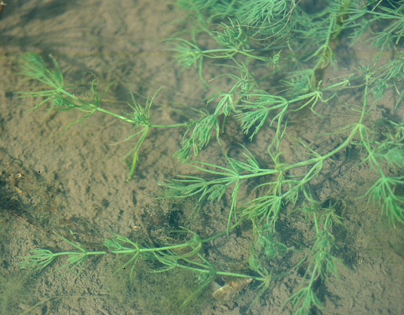 Image of Common Stonewort