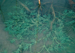 Image of Common Stonewort
