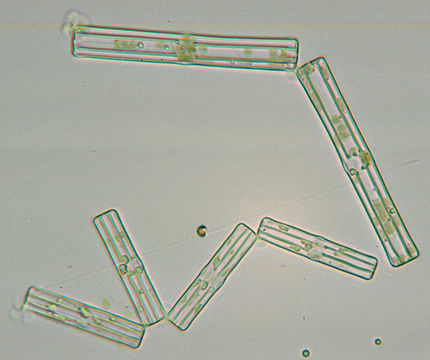 Image of Tabellaria