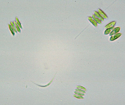 Image of Scenedesmus