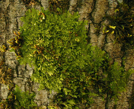 Image of <i>Radula complanata</i> (L.) Dumort.