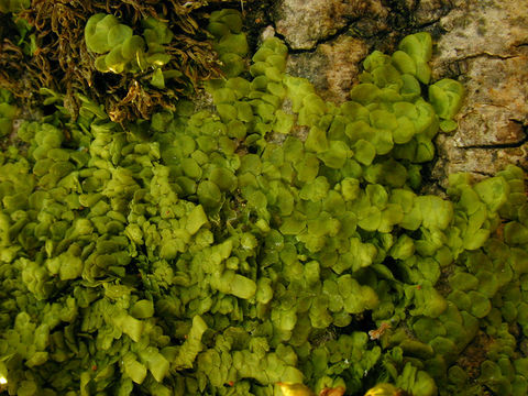 Image of <i>Radula complanata</i> (L.) Dumort.