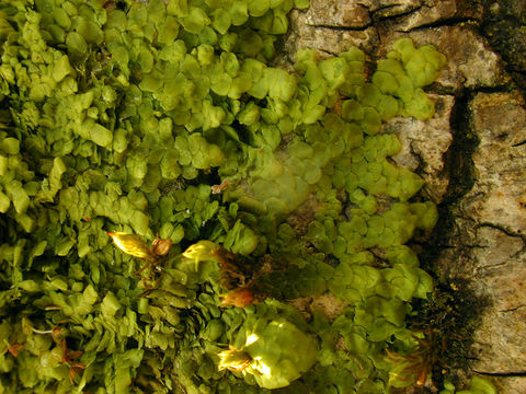 Image of <i>Radula complanata</i> (L.) Dumort.