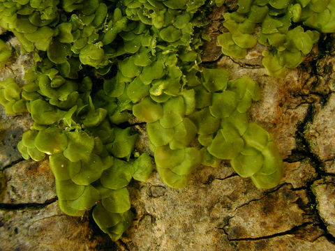 Image of <i>Radula complanata</i> (L.) Dumort.