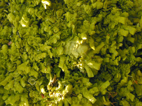 Image of <i>Radula complanata</i> (L.) Dumort.