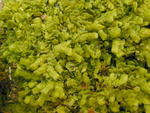 Image of <i>Radula complanata</i> (L.) Dumort.