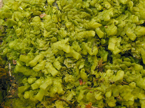 Image of <i>Radula complanata</i> (L.) Dumort.