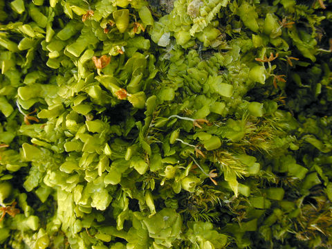 Image of <i>Radula complanata</i> (L.) Dumort.