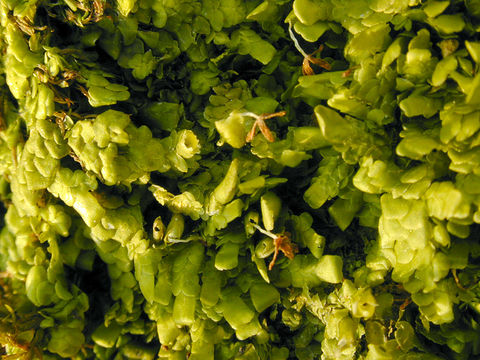 Image of <i>Radula complanata</i> (L.) Dumort.