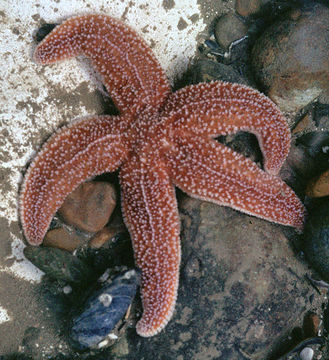 Image of Common sea star