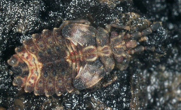Image of <i>Aradus depressus</i> (Fabricius 1794) Fabricius 1794