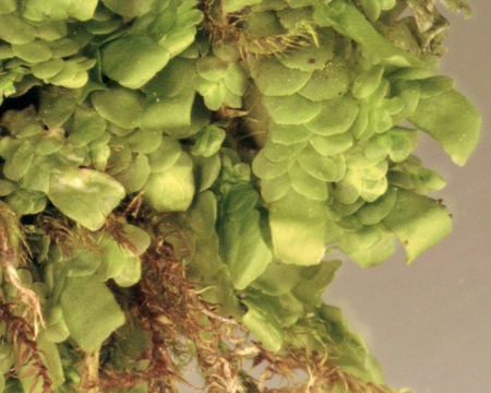 Image of <i>Radula complanata</i> (L.) Dumort.