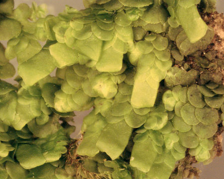 Image of <i>Radula complanata</i> (L.) Dumort.