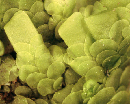 Image of <i>Radula complanata</i> (L.) Dumort.