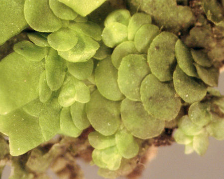 Image of <i>Radula complanata</i> (L.) Dumort.