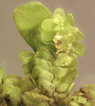 Image of <i>Radula complanata</i> (L.) Dumort.