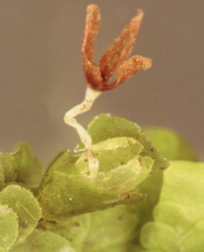 Image of <i>Radula complanata</i> (L.) Dumort.